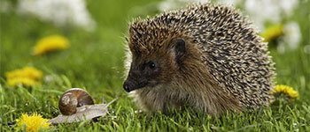 Hedgehog and Snail on grass with dandelions - post thumbnail