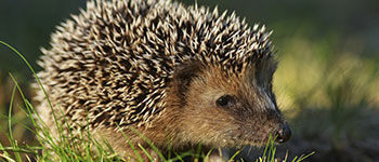 Fence Panels Hedgehog Friendly