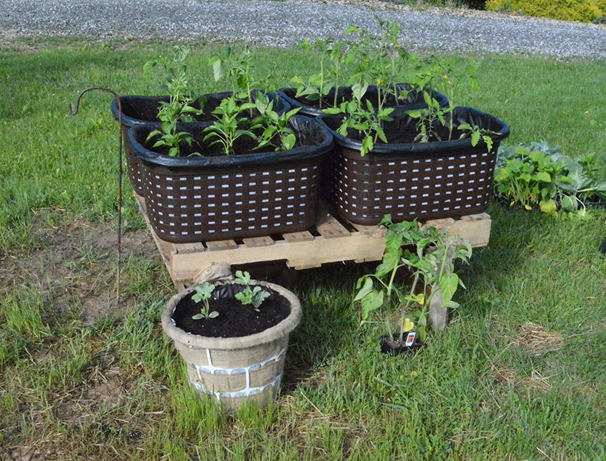Recycled baskets turned planters