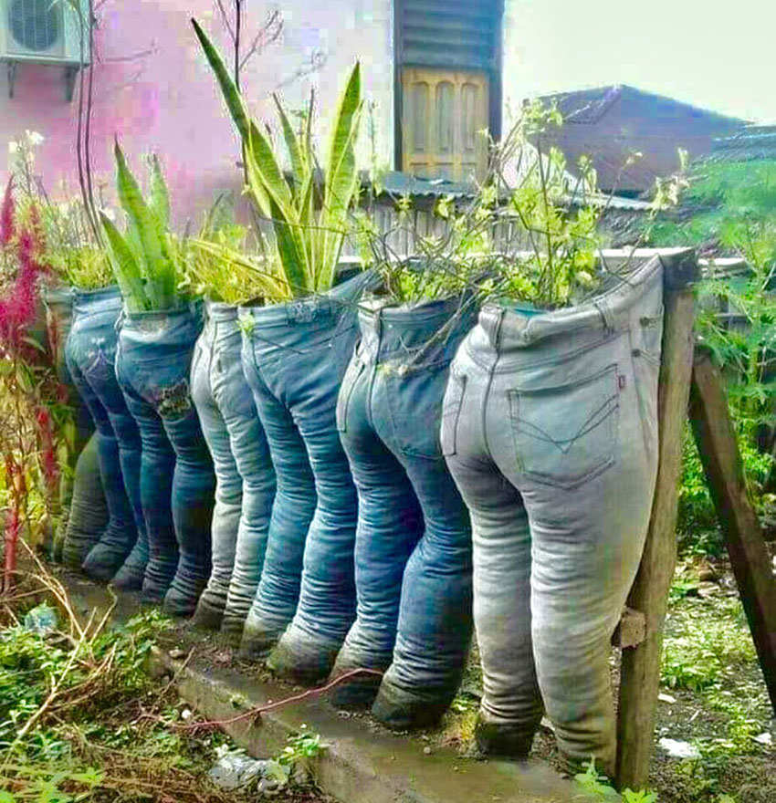 Jeans used as plant container 