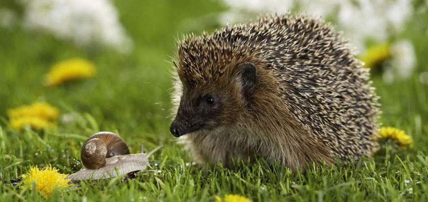 HedgeHog and Snail - Local british wildlife Image