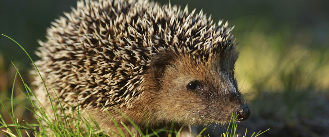 Hedgehog in a Garden