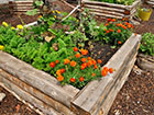 Raised Pant Bed made from Railway Sleepers