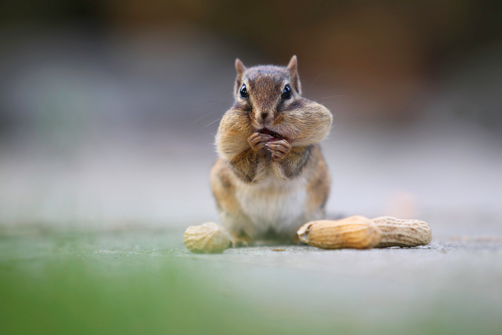 A chipmunk is holding peanuts. Winter wildlife