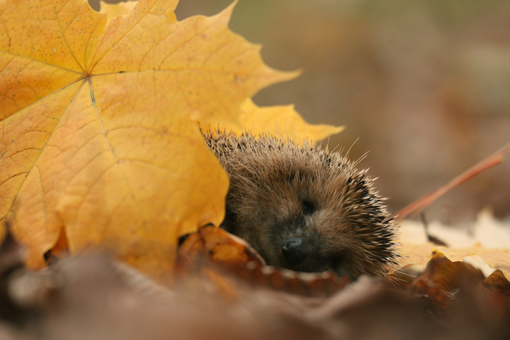hedgehog autumn leaves forest. Winter wildlife