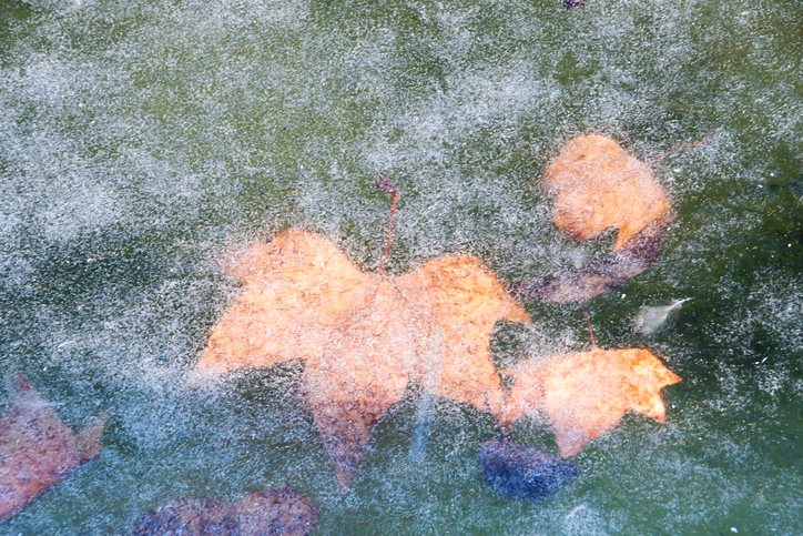 A photograph of brown leaves frozen beneath the ice in a pond. Winter wildlife