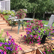 Decking and Garden Flowers 