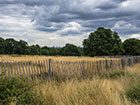 Tall grass around some Chestnut Pailing