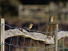 Chestnut Post and Rail with birds resting on top