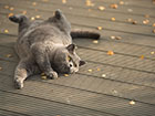 Cat streaching on garden decking