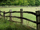 Chestnut Post and Rail around a field