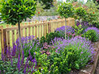 Picket Palisade fence with lots of purple flowers