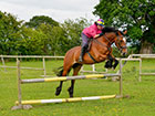 A horse jumping over a rail on grass
