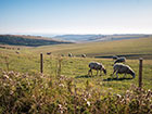 Sheep eating grass behind a stake post and animal wire fencing