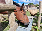 A horse having a drink from its trough next to stake and rail fencing