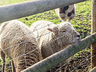 Sheep close to a stake and half round rails with animal wire fencing