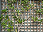 A road with Chestnut fencing either side of it