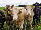 A herd of cows looking through a wire fence