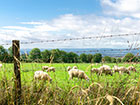 A flock of sheep eating grass