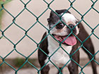 A french bulldog on the other side of some wire chain Fence