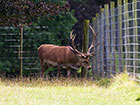 A stag  next to a large wire deer fence