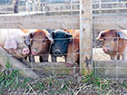 A farrow of piglets looking through the Stake and Rail fencing with wire fencing attached